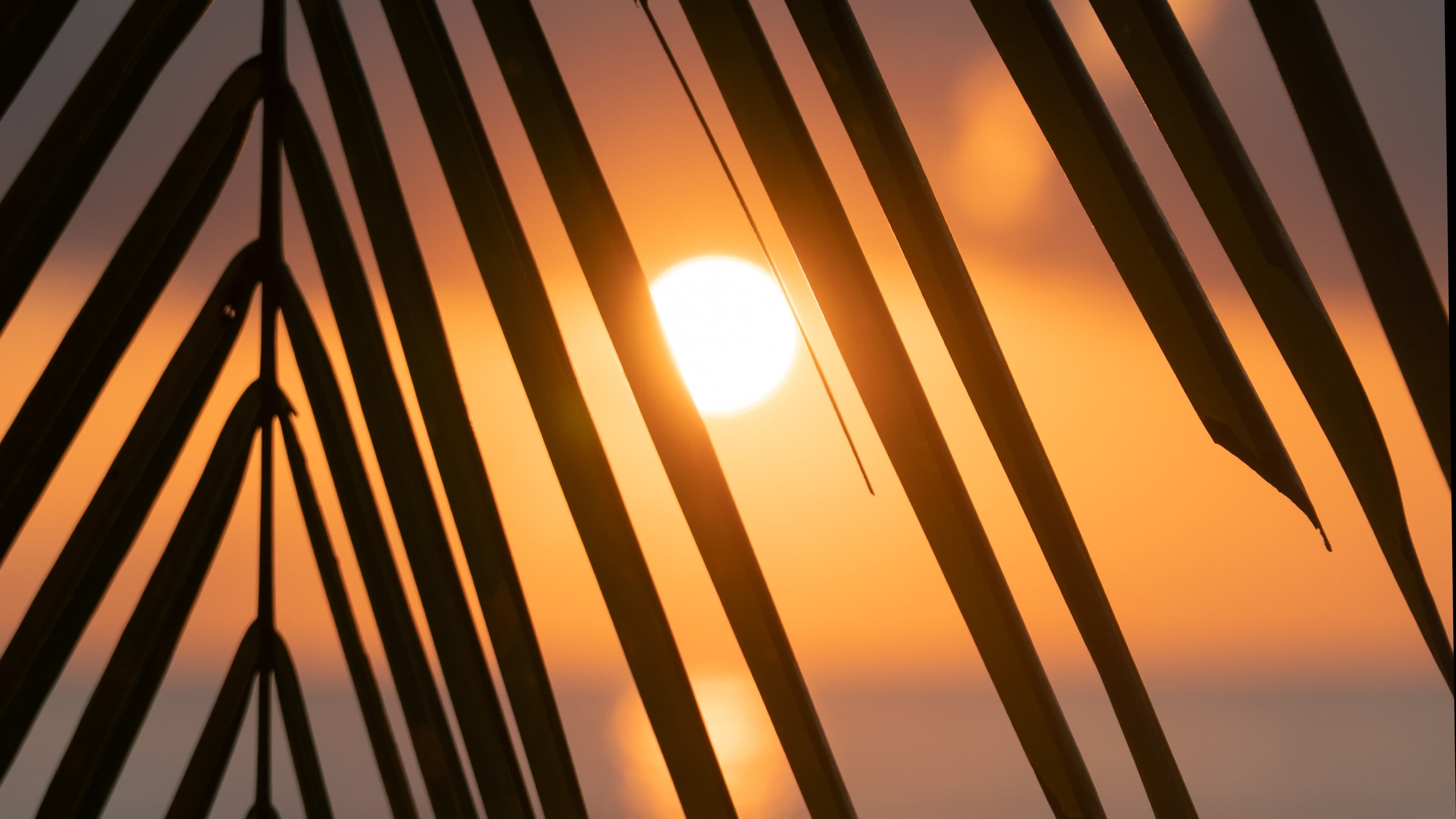 Frondes de palmeira em silhueta contra o sol poente sobre a água.